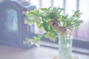 お花のたのしみ。 - Yuruyuru Photograph