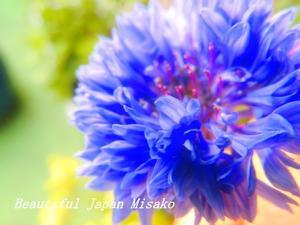 お花がだんだん咲いてきた～♪♪♪。･ﾟ☆､･：`☆･･ﾟ･ﾟ☆ - Beautiful Japan 絵空事