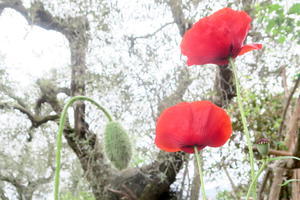春の雨赤いひなげし白いカラー - イタリア写真草子