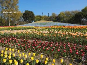 さぬきまんのう公園の春＠香川 - アリスのトリップ２
