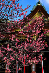 花景色 K W C Photoblog 花景色 K W C Photoblog