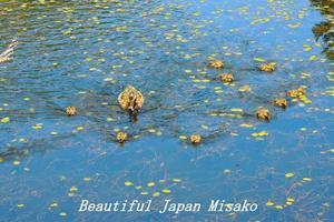 乗鞍高原5月　私の中の風物詩。･ﾟ☆､･：`☆･･ﾟ･ﾟ☆ - Beautiful Japan 絵空事