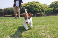 ブイヨンの訃報に触れて考えたこと Vivement Les Vacances お休みが待ちどおしい ブイヨンの訃報に触れて考えたこと Vivement Les Vacances お休みが待ちどおしい