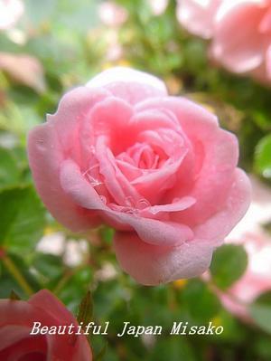 薔薇が咲いた～&#127801;薔薇が咲いた～&#127801;。･ﾟ☆､･：`☆･･ﾟ･ﾟ☆ - Beautiful Japan 絵空事