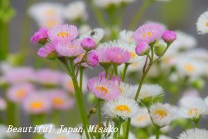 田舎道に咲く野の花に・・・。･ﾟ☆､･：`☆･･ﾟ･ﾟ☆ - Beautiful Japan 絵空事