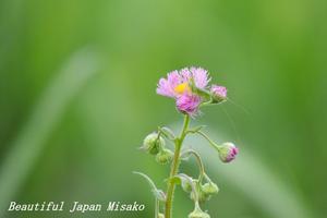 ひとりひとりの努力が・・・。･ﾟ☆､･：`☆･･ﾟ･ﾟ☆ - Beautiful Japan 絵空事