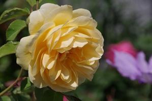 にぎやかになってきた小さなローズガーデン - My garden ~ 小さな薔薇庭の12か月