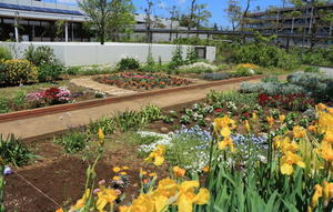 サークル花壇を模様替え　2020年5月中旬のマンション花壇 - ニッキーののんびり気まま暮らし