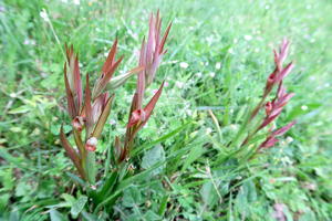 めずらしい蘭雨におどりバラ開く朝 - イタリア写真草子