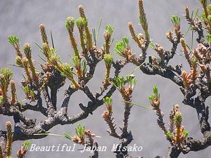 松葉をむしったむしったぁぁぁ～～～(≧▽≦)。･ﾟ☆､･：`☆･･ﾟ･ﾟ☆ - Beautiful Japan 絵空事