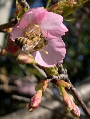 5月最後の日に。 - おれんぢcafe(常世の圀幸せの国茨城)