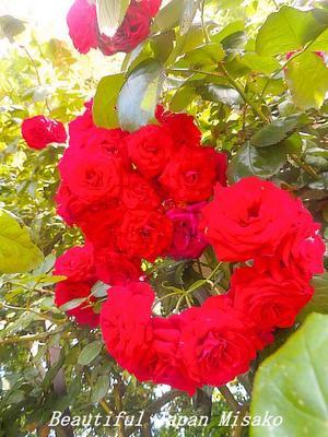 薔薇園はぎりぎりセーフでした～♪(*^_^*)。･ﾟ☆､･：`☆･･ﾟ･ﾟ☆ - Beautiful Japan 絵空事