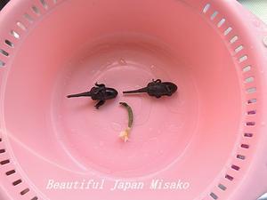 一番なりの茄子ときゅうり～&#127814;&#129362;。･ﾟ☆､･：`☆･･ﾟ･ﾟ☆ - Beautiful Japan 絵空事