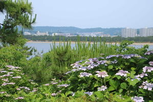 八景島の紫陽花を見に - 光さんの日常２