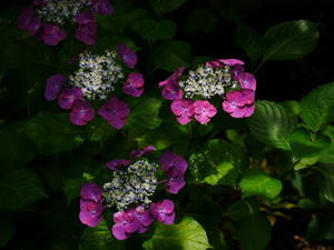 紫陽花と蛍 - 四季彩々