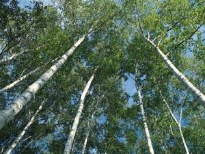 Introduction - 創価の森通信