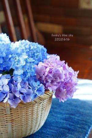 庭のブーケ*　（紫陽花のころ・6月16日） - FUNKY'S BLUE SKY
