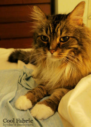 猫と冷感枕カバー、その後 - Kyoko's Backyard　～アメリカで田舎暮らし～