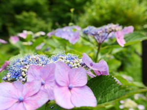 蜂の蜜集め 紫陽花編 - 四季彩々