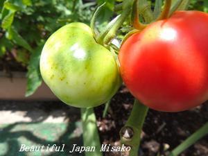 可愛い野菜たち～！！。･ﾟ☆､･：`☆･･ﾟ･ﾟ☆ - Beautiful Japan 絵空事
