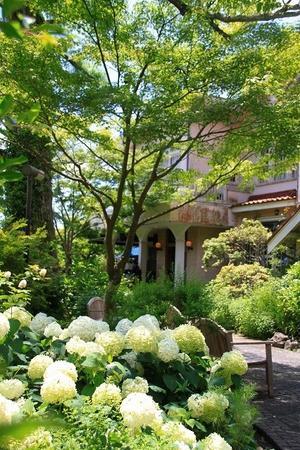 浄妙寺、石窯ガーデンテラスのアナベル - 暮らしを紡ぐ2