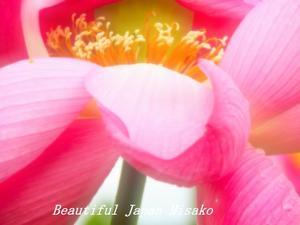 蓮の誘い。･ﾟ☆､･：`☆･･ﾟ･ﾟ☆ - Beautiful Japan 絵空事
