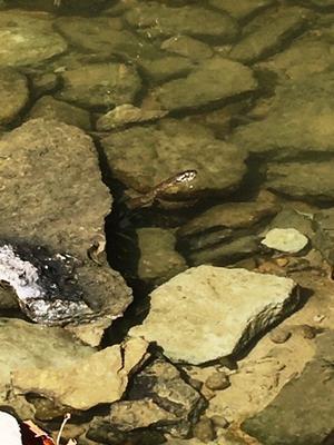公園の水辺で見かけるヘビ - しんしな亭 in シンシナティ ブログ