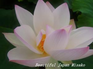 白蓮の魔術にかかると…。･ﾟ☆､･：`☆･･ﾟ･ﾟ☆ - Beautiful Japan 絵空事