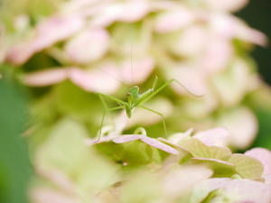 紫陽花とカマキリ - 四季彩々