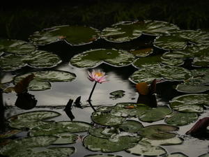 梅雨の終わりの、睡蓮の池 - tokoya3@