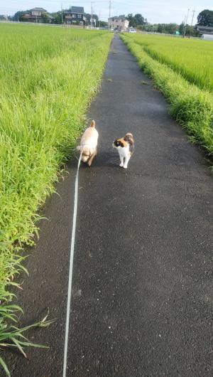 埼玉の実家にいる犬の鉄くんと仲良しの三毛の野良猫の散歩風景 - じゃポルスカ楽描帳