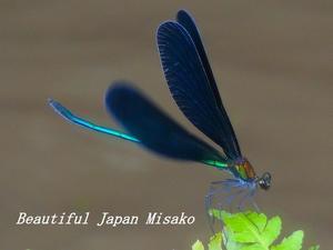 神様トンボっていう宝石のような色だった&#128142;･ﾟ☆､･：`☆･･ﾟ･ﾟ☆ - Beautiful Japan 絵空事