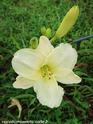 ヘメロカリス - nanako*sweets-cafe♪