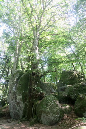 美しくブナと巨岩共に生き今はひとつに、チミーノ山 世界遺産のブナの森 - イタリア写真草子
