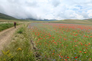 花畑しのび寄り包む霧カステッルッチョ - イタリア写真草子