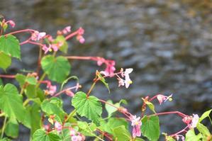 水辺に咲くシュウカイドウ - My garden ~ 小さな薔薇庭の12か月