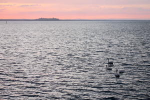 黒雲のした夕日燃え白鳥現る、トラジメーノ湖 - イタリア写真草子