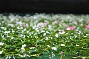 醒井宿の梅花藻 - 尾張名所図会を巡る