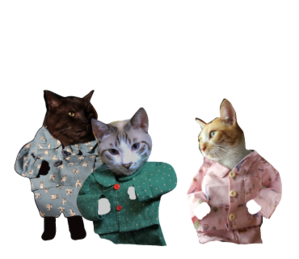 イケメン猫のゆるい日常 ぎんネコ はうす