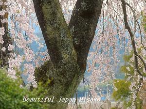 何か月ぶりかのお散歩は近所の公園だったっ(*^_^*)･ﾟ☆､･：`☆･･ﾟ･ﾟ☆ - Beautiful Japan 絵空事
