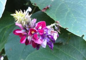 夏の植物いろいろ 5月25日 6月28日 宮城県 県民の森blog