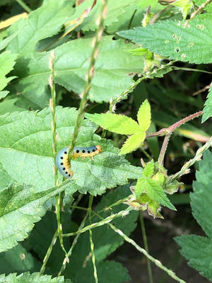 バッタのエサは何を与えればいいのですか 昆虫ブログ むし探検広場