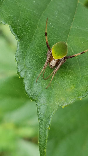 バッタのエサは何を与えればいいのですか 昆虫ブログ むし探検広場