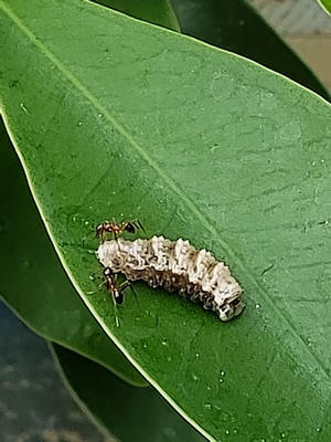 バッタのエサは何を与えればいいのですか 昆虫ブログ むし探検広場