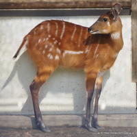 生まれたてのカバさんの重さは こらくふぁーむ 生まれたてのカバさんの重さは こらくふぁーむ