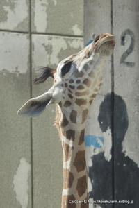 生まれたてのカバさんの重さは こらくふぁーむ 生まれたてのカバさんの重さは こらくふぁーむ