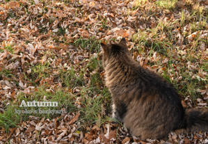 落ち葉と草と猫 - Kyoko's Backyard　～アメリカで田舎暮らし～