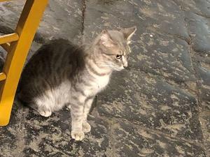 シチリア⑤　カターニアの猫 - つくしんぼ日記　～徒然編～