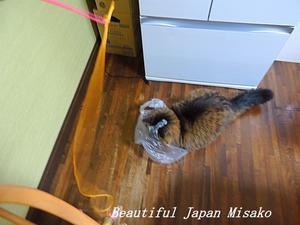 キリとの遊びは袋のネズミ～～～(≧∇≦)♪♪♪ - Beautiful Japan 絵空事