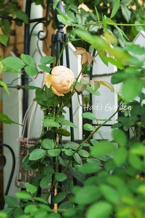 空色ビオラの寄植え＆黒色衣装の妄想 - balcony＊xingxing＊